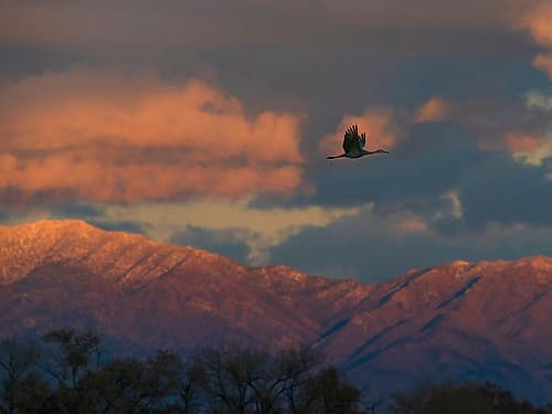 Sandhill cranes coming in to roost at sunset, Manzano Mountains, Bernardo Wildlife Area, New Mexico Art Print
